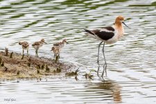 AvocetFamily-221.jpg
