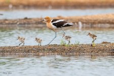 AvocetFamily-220.jpg