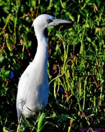 DSC_2232_001.JPG