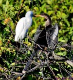DSC_2235_001.JPG