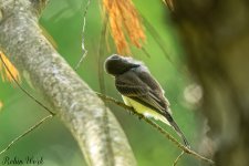 RD5_4233-Eastern Wood Pewee.jpg