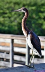 DSC_2297_stitch_001.JPG