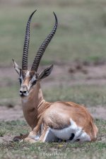grants gazelle 19d34_5159-bryan pereira.jpg