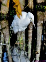 DSC_2381_001.JPG