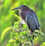 DSC_2390_001.JPG