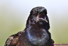 DSC_2402_001.JPG