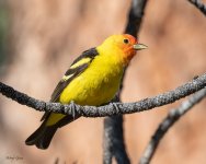 WesternTanager-225.jpg