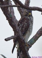 DSC_2462_001.JPG