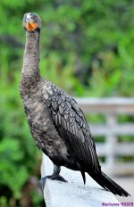 DSC_2519_001.JPG