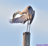 DSC_2685_001.JPG