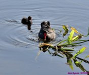 DSC_2732_001.JPG