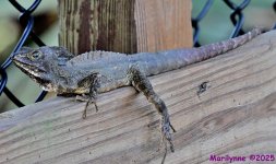 DSC_2733_stitch_001.JPG