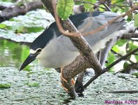 DSC_2742_001.JPG