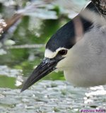 DSC_2743_001.JPG
