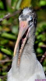 DSC_2750_001.JPG