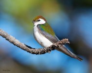 VioletGreenSwallow-228.jpg