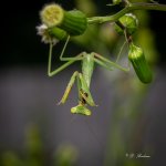 DSC_8842.jpg