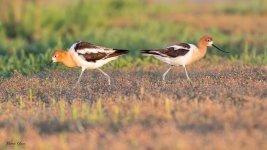 AvocetShiftChange-228.jpg