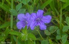 2025-07-11 09-06-31 (B,R8,S4)11 Wild petunia-Edit.jpg