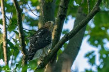 RD5_5098-Edit.jpg