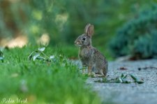 RD5_5090-Edit.jpg