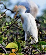 DSC_2859_001.JPG