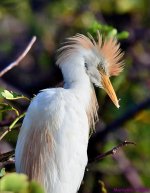 DSC_2866_001.JPG