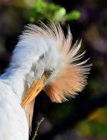 DSC_2867_001.JPG