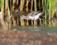 AvocetYoungster-231.jpg