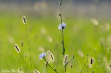 2025-07-16 08-15-44 (B,R8,S4)2 Corn Flower-Edit.jpg