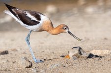 AvocetBug-229.jpg