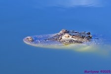 DSC_2905_001.JPG