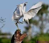 DSC_2926_001.JPG