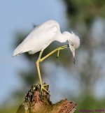 DSC_2936_001.JPG