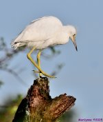 DSC_2945_001.JPG