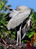 DSC_2986_001.JPG
