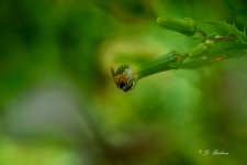 DSC_8955-topaz-rawdenoise-sharpen.jpg