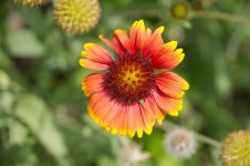 Blanket flower sm.jpg