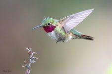 HummerLanding-229.jpg
