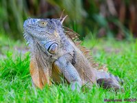DSC_3089_001.JPG