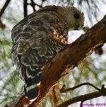 DSC_3135_001.JPG