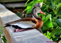 DSC_3167_001.JPG