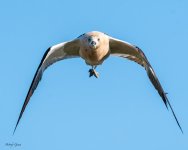 AvocetHeadOn-232.jpg