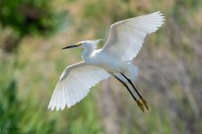 SnowyFlight-232.jpg