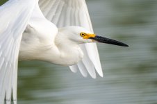 SnowyFlight-233.jpg