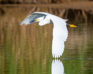 SnowyFlight-238.jpg