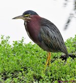 DSC_3206_001.JPG