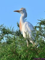 DSC_3226_001.JPG