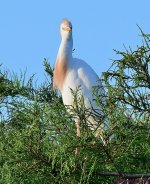 DSC_3229_001.JPG