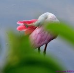 DSC_3248_001.JPG